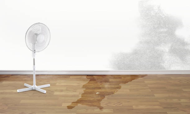 Best Professional water damage repair  in Cisco, TX